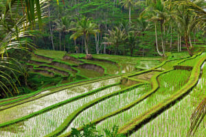 Yogyakarta Rice field terrace in Bali