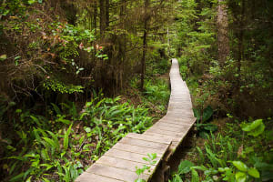 Vancouver & Whistler Vancouver Island, wooden boardwalk in forest