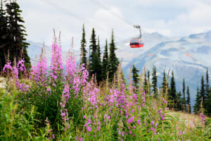 Whistler