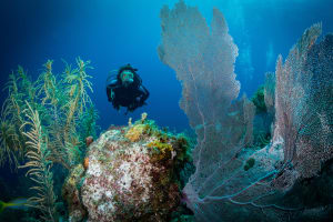 Bonaire Woman diver among Gorgonian Corals, Bonaire