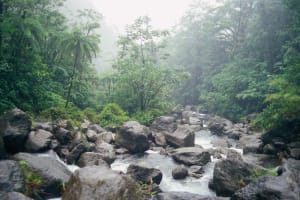 Dominica