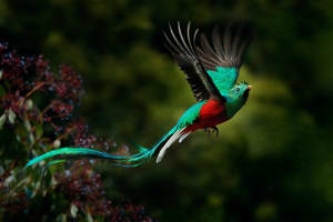 Costa Rica Quetzal, Costa Rica