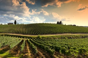 Tuscany Beautiful vineyard in Tuscan countryside at sunset - Tuscany, Italy