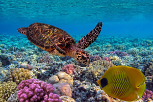 Fiji