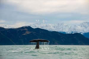 Regional South Island