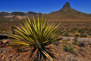 Kingman Desert Vegetation