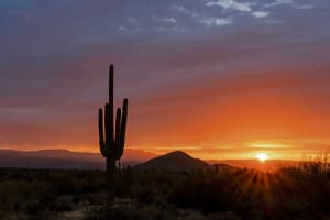 Scottsdale Saguaro Cactus with Sunrise in the Background