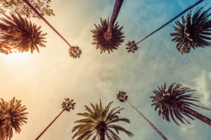 Los Angeles Palm trees, Los Angeles, California