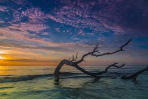 Jekyll Island Sunrise on Driftwood Beach, Jekyll Island, Georgia