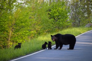 Shenandoah National Park Mother bear and her cubs, Shenandoah National Park