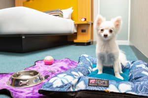 Aloft Bogota Airport pets