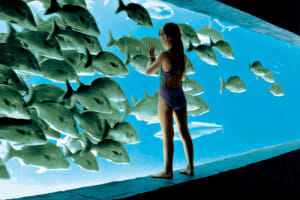 The Coral at Atlantis Marine Habitat