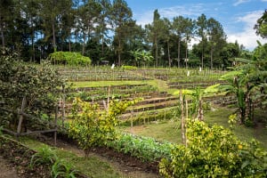 Blancaneaux Lodge Organic Garden