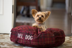 Hotel del Coronado, Curio Collection by Hilton Pet Friendly