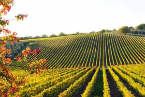 DoubleTree by Hilton Hotel Sonoma Wine Country Vineyard