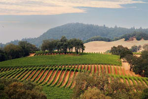 Hyatt Regency Sonoma Wine Country Wine Country