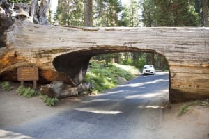 John Muir Lodge Tunnel Log
