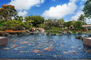Marriott's Kaua'i Beach Club Koi Pond