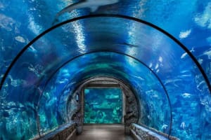 Mandalay Bay Resort and Casino, Las Vegas Shark Reef Aquarium