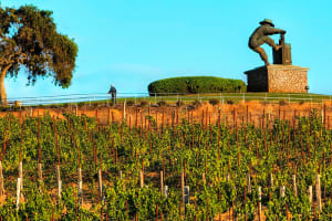 The Meritage Resort and Spa Vineyard