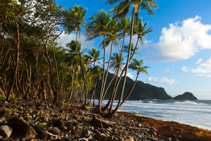 Rosalie Bay Resort
