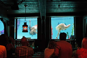 B Ocean Resort Fort Lauderdale Mermaid Show