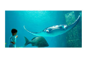 The Reef Atlantis Aquarium
