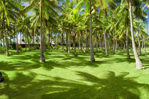 Vahine Island - Private Island Resort Grounds