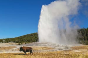 Yellowstone Park Hotel Activity