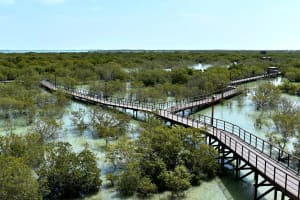 Abu Dhabi Mangrove National Park