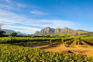 South Africa Stellenbosch Vineyard