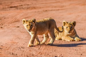 Johannesburg Cubs in Kruger National Park
