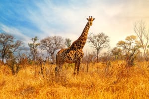 Johannesburg Giraffe in Kruger Park