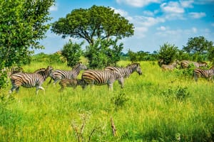 Johannesburg Zebra in Kruger National Park