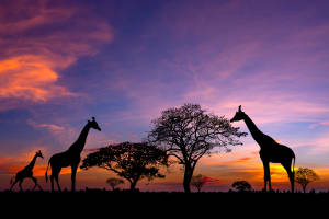 South Africa Giraffes at sunset, South Afri