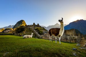 Peru Llama on Machu Picchu