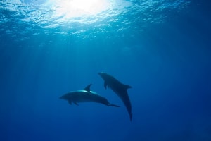 Belize Dolphins