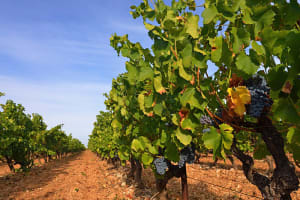 France Vineyards