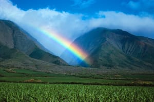 Maui Maui Rainbow