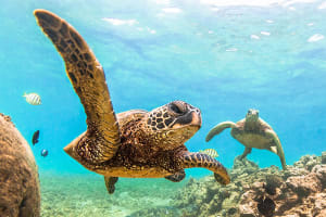 Oahu Hawaiian Sea Turtles, Oahu