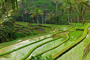 Yogyakarta Rice field terrace in Bali