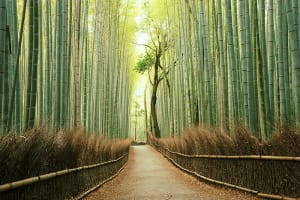 Asia Bamboo Forest, Kyoto, Japan