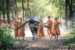 Cambodia Monks with buffalo in Cambodia
