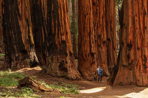 Sequoia National Park Sequoia National Park trees