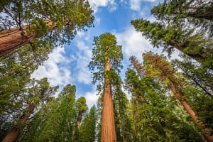 Sequoia National Park Giant sequoia trees