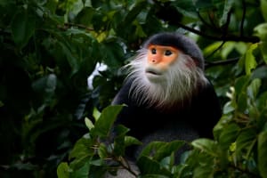 Vietnam Monkey in jungle