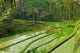 Java Rice field terrace in Bali