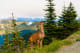 Olympic National Park Deer in Olympic National Park