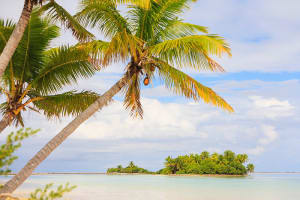 Palm trees on Tahiti beach