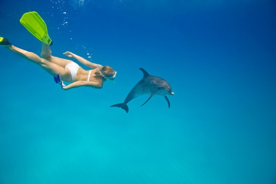 Bahamas Snorkel